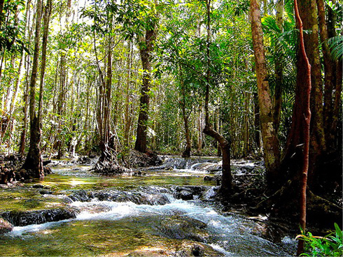 热带雨林一日游 （观看温泉，翡翠池，瀑布，虎庙）